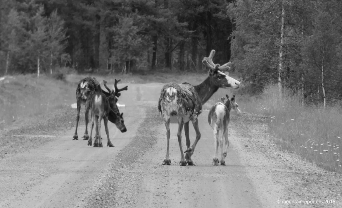 Rennende rendieren in Zweeds Lapland